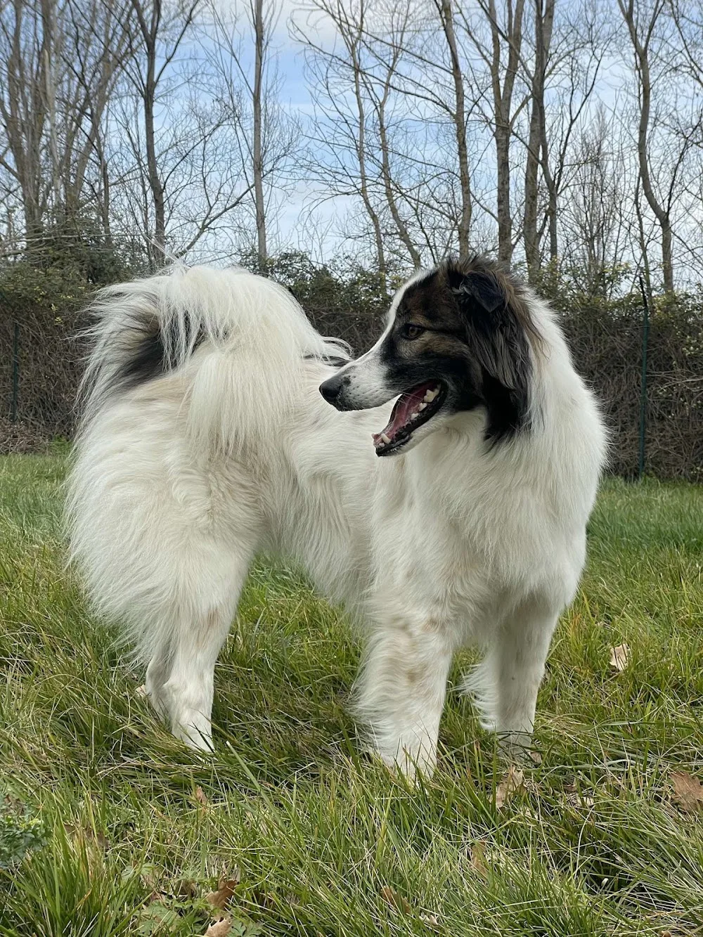 Pension Canine et Féline des Rouzilles ,éducateur canin et comportementaliste chien - Ariège pet otel