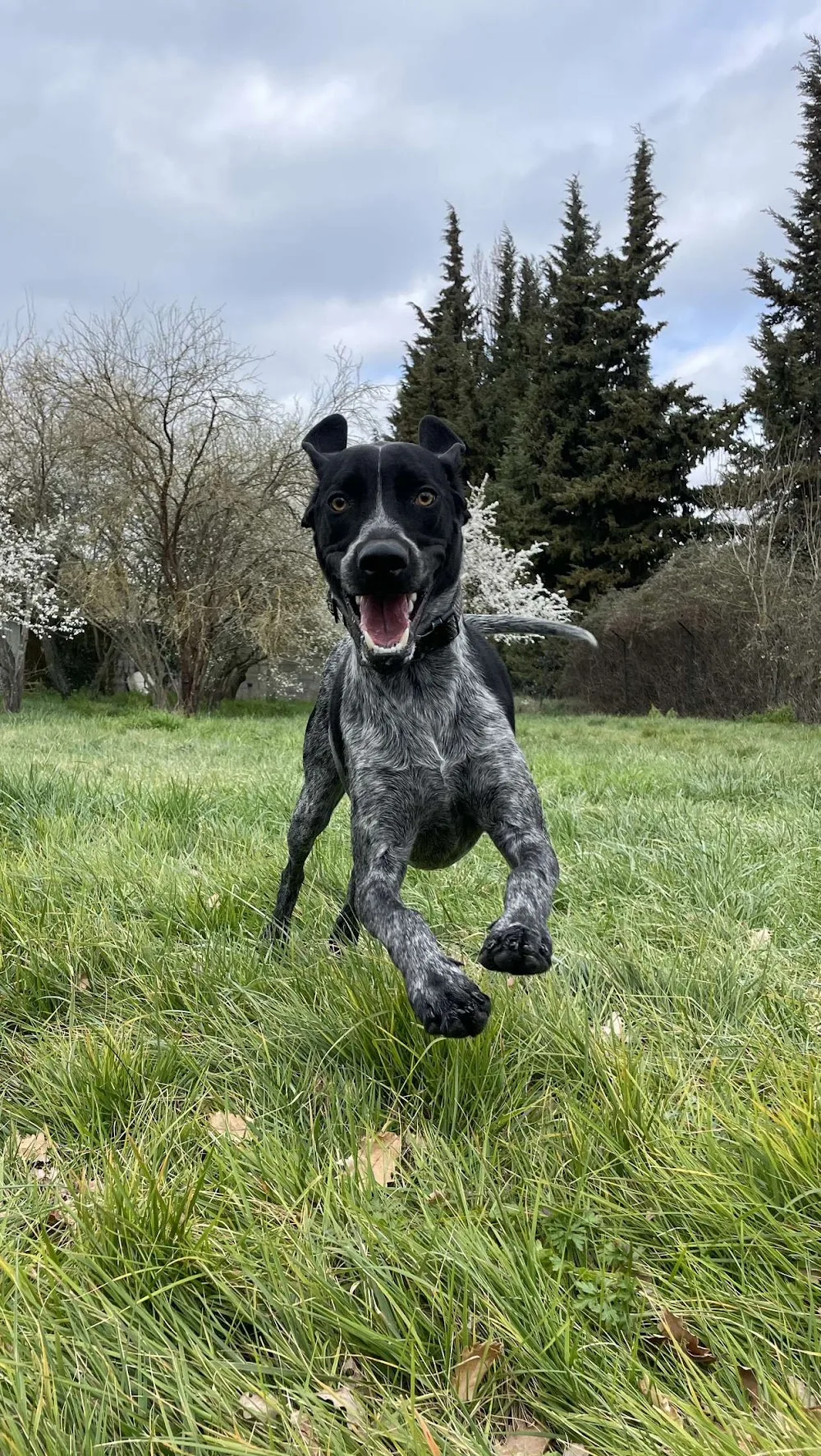 Pension Canine et Féline des Rouzilles ,éducateur canin et comportementaliste chien - Ariège pet otel görseli 7