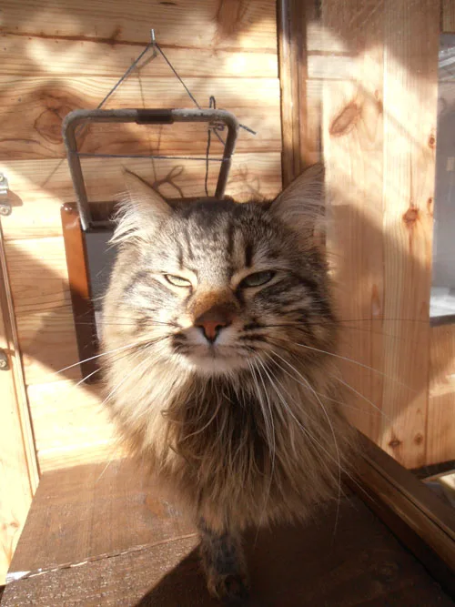 Pension Compagnons à 4 Pattes - Ariège pet otel görseli 2