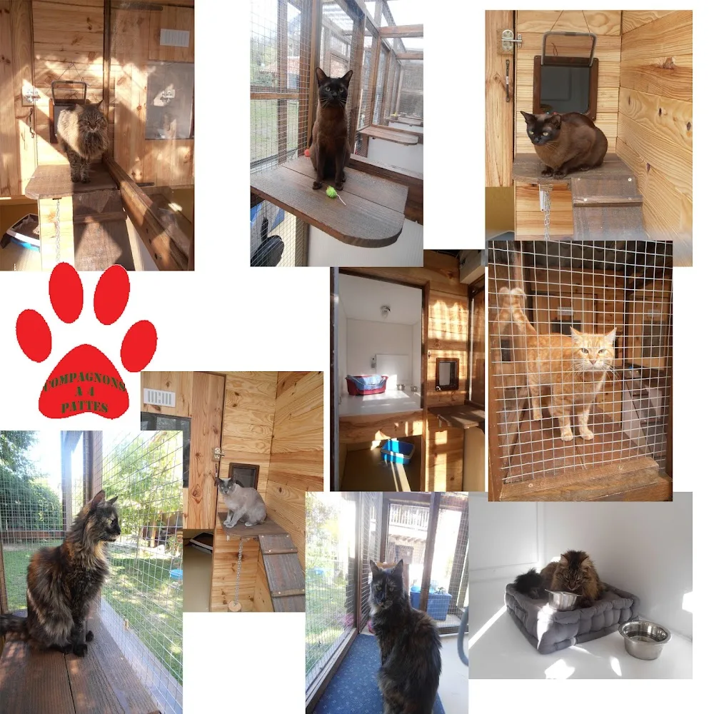 Pension Compagnons à 4 Pattes - Ariège pet otel görseli 3