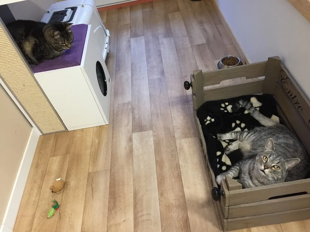 Pension Entre Chats , Pension Chats Toulouse - Ariège pet otel görseli 3
