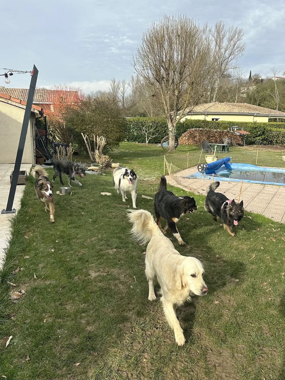 toutou dans les pattes - Ariège pet otel görseli 3