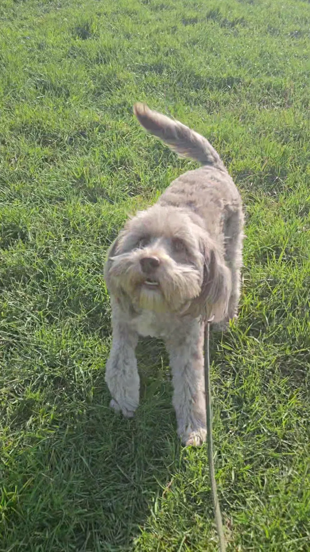 Churchview Boarding Kennels - Armagh, Banbridge and Craigavon pet otel