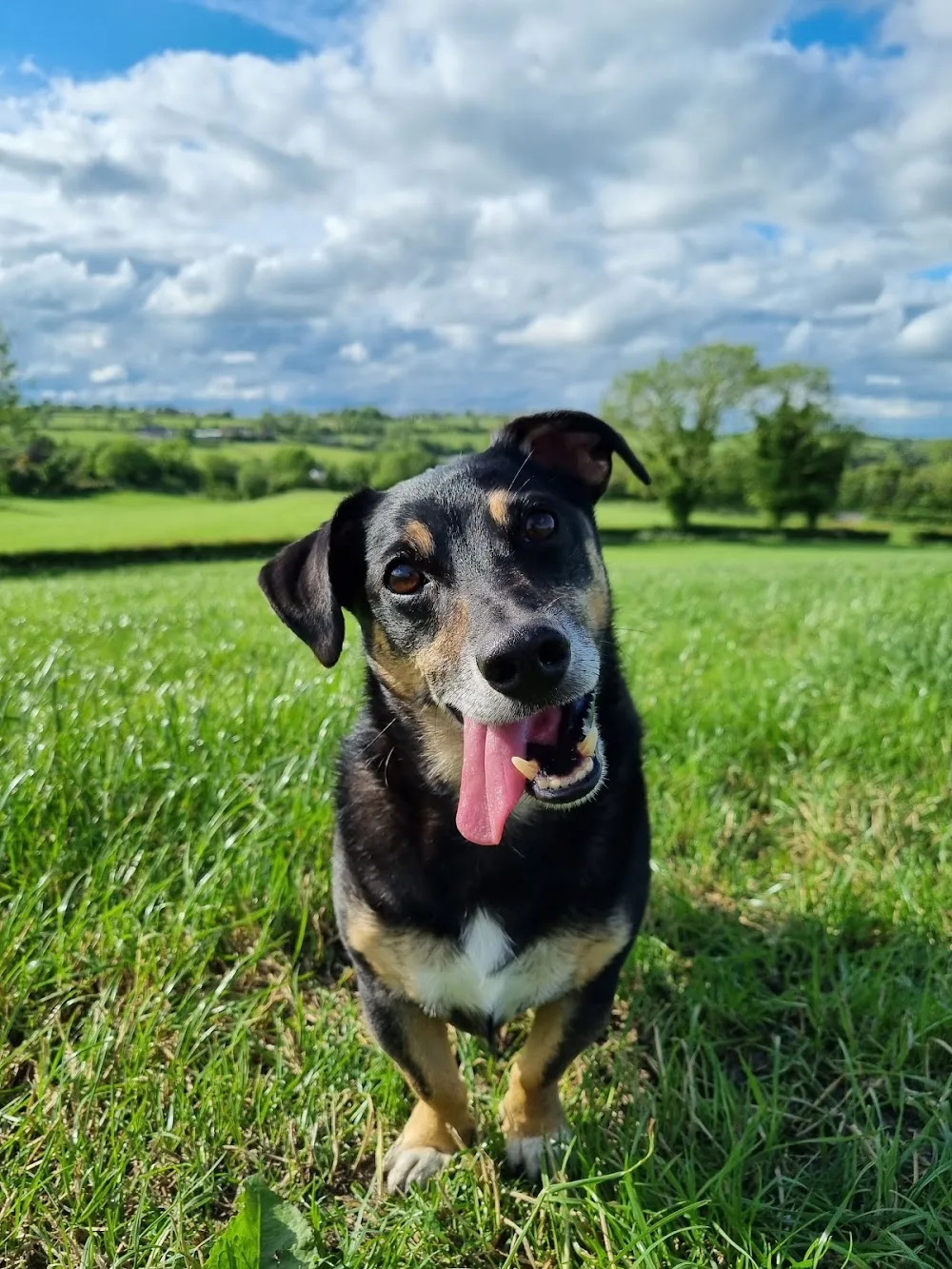 Churchview Boarding Kennels - Armagh, Banbridge and Craigavon pet otel görseli 3