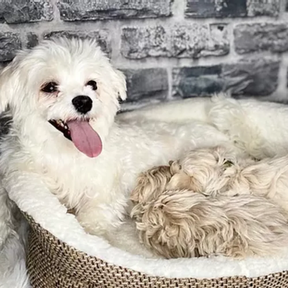 Daisy's Kennels - Armagh, Banbridge and Craigavon pet otel