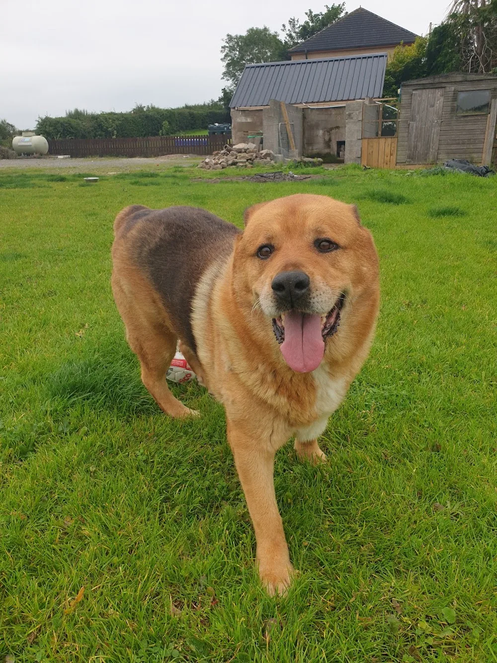 K9 Street Boarding Kennels - Armagh, Banbridge and Craigavon pet otel görseli 3