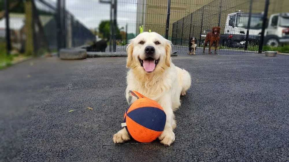 VIP - Very Important Paws - Armagh, Banbridge and Craigavon pet otel