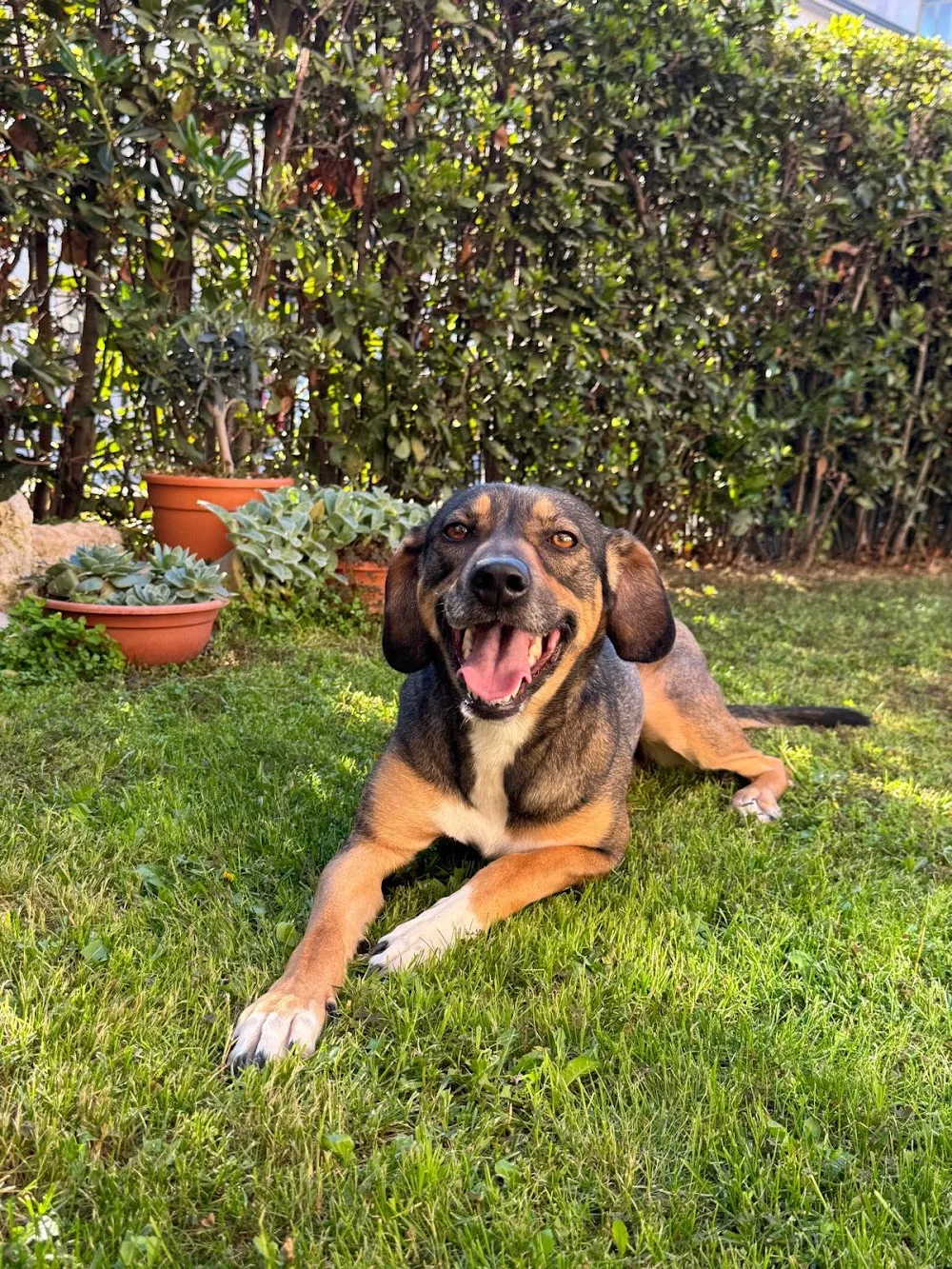 Dog Service - Pensione per Cani e Dog Sitter - Ascoli Piceno pet otel görseli 6