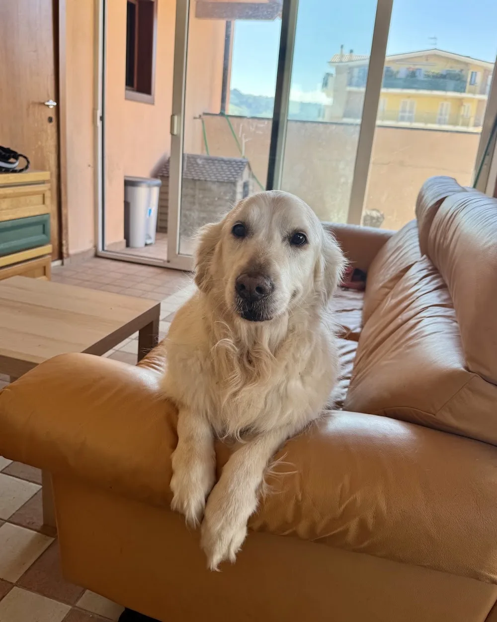 Dog Service - Pensione per Cani e Dog Sitter - Ascoli Piceno pet otel görseli 7