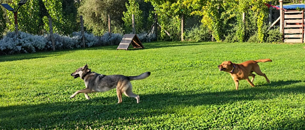 DS WORKING DOG Bau-Hotel - Ascoli Piceno pet otel