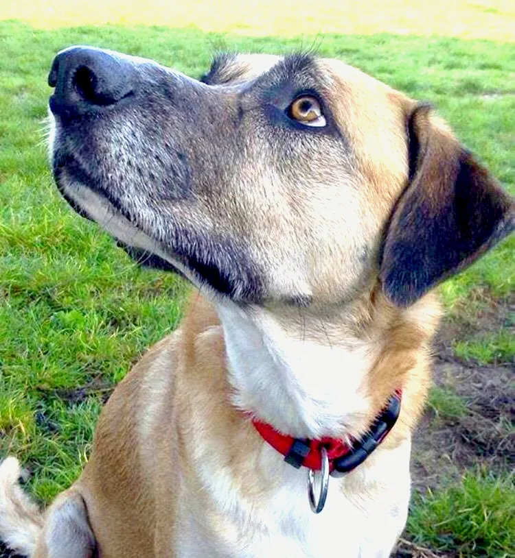 La Casa di Zoe - Pensione per cani - Ascoli Piceno pet otel görseli 2