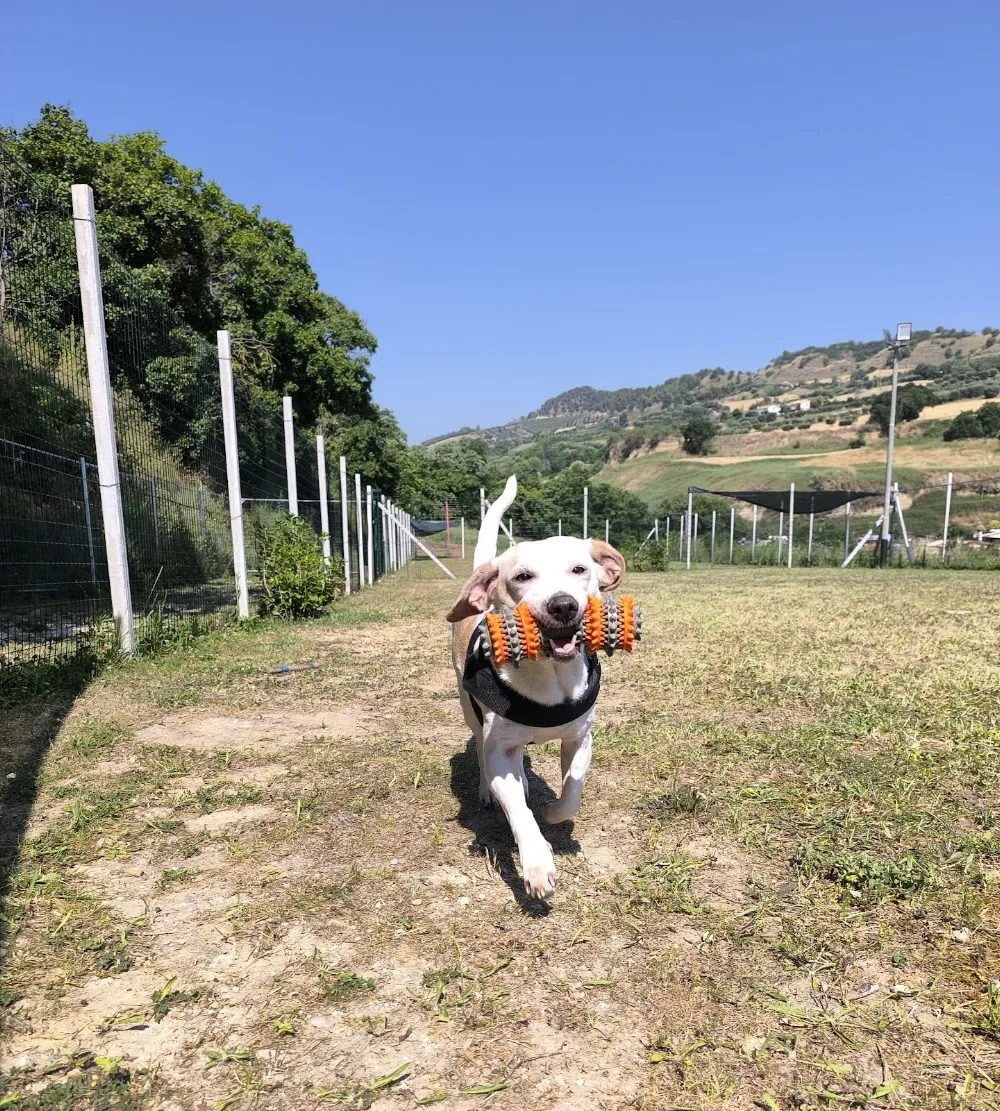 La Casa di Zoe - Pensione per cani - Ascoli Piceno pet otel görseli 7