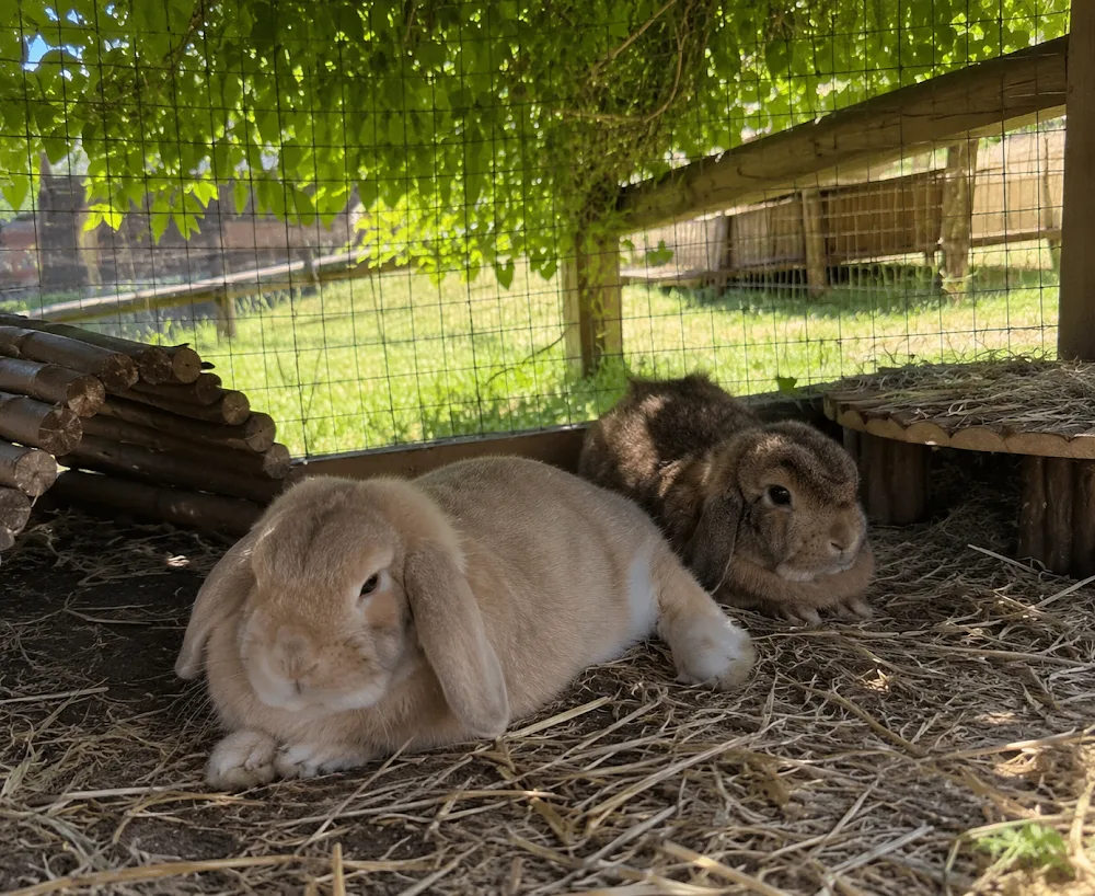 Ashford Small Animal Boarding - Ashford pet otel