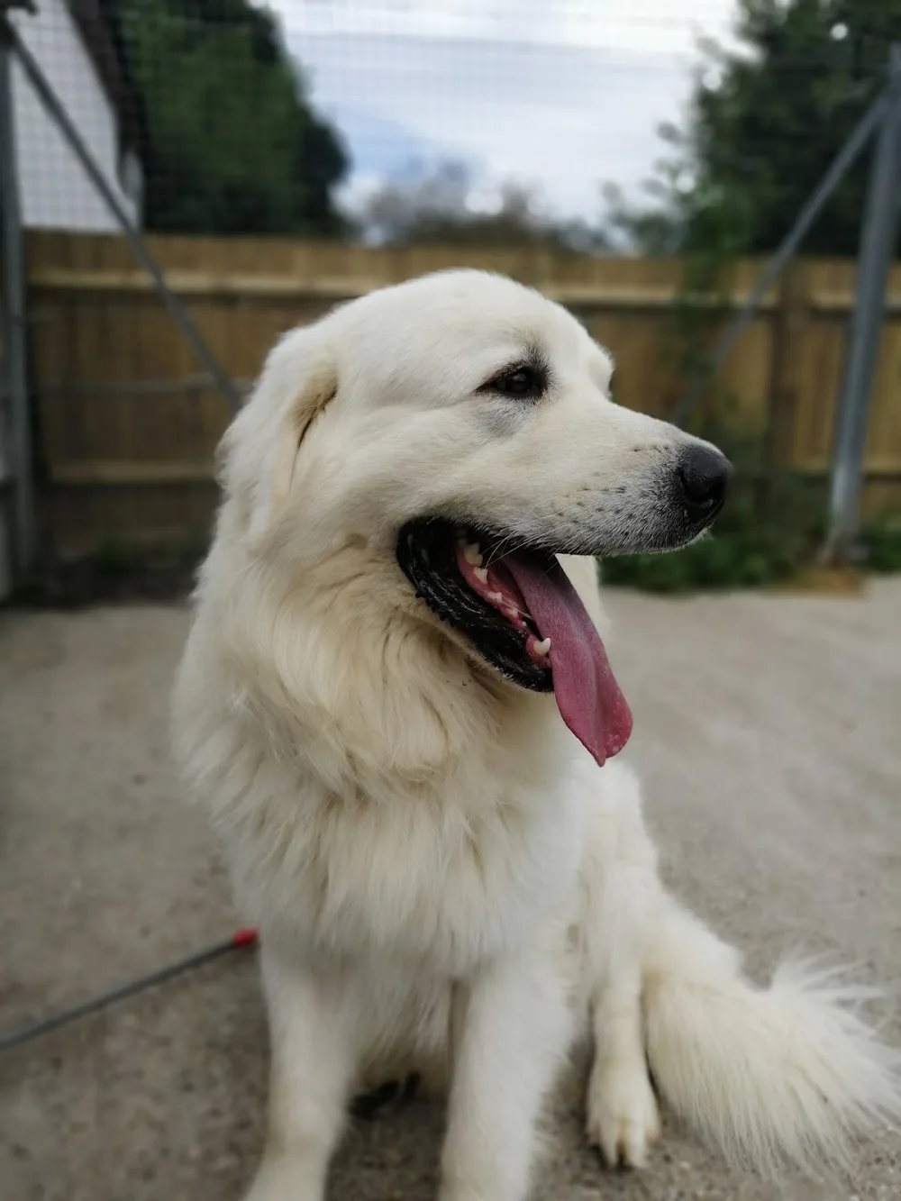 East Dean Kennels & Cattery - Ashford pet otel