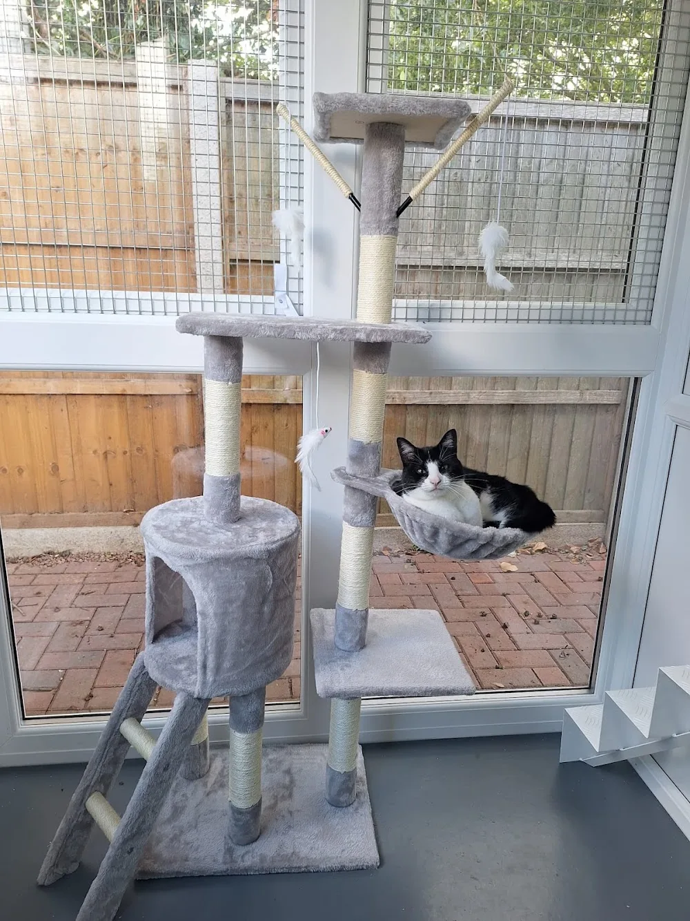Green Ridge Cattery - Ashford pet otel görseli 3