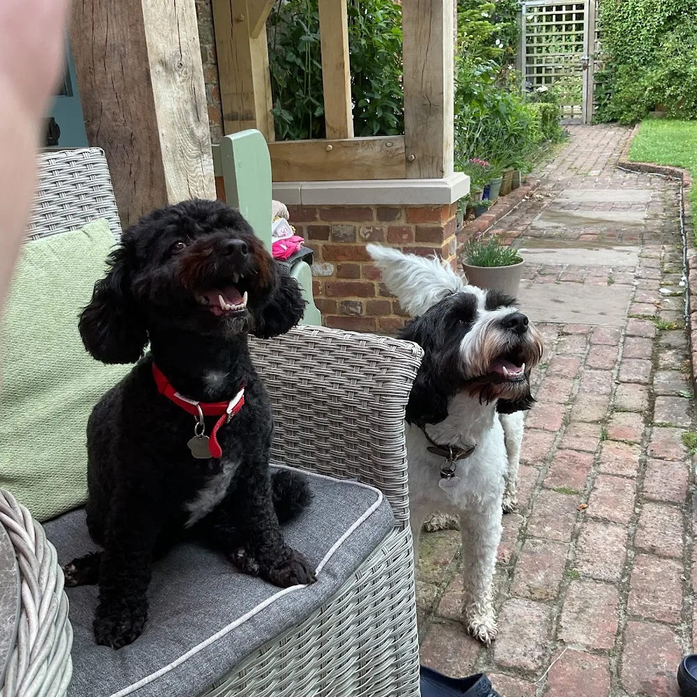 Happy tails dog boarding - Ashford pet otel