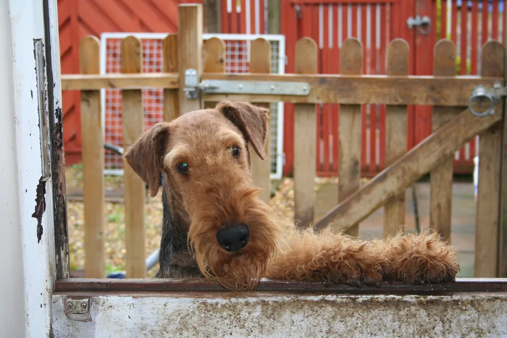 Haven Boarding Kennels & Cattery - Kennels & Cattery Ashford - Ashford pet otel görseli 3