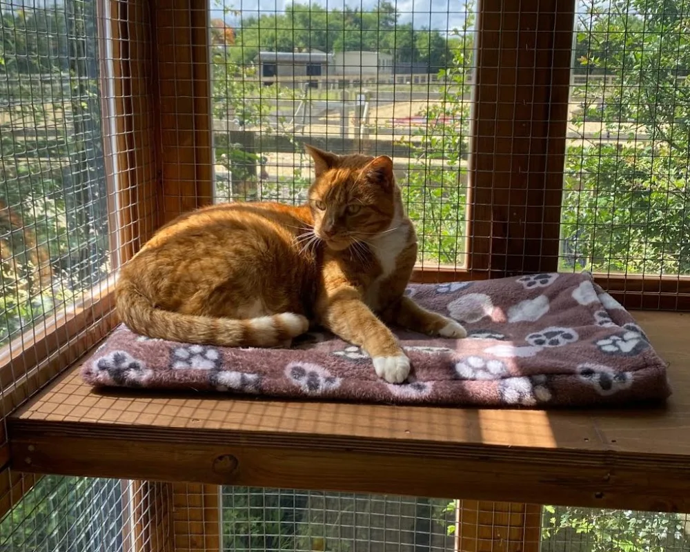 Hazelwood Boarding Cattery - Ashford pet otel görseli 3
