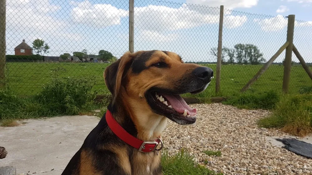 Marsh View Kennels - Ashford pet otel