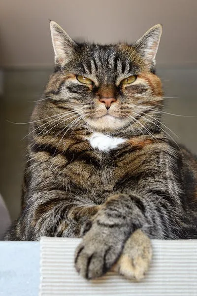 Myllbank Cattery - Ashford pet otel