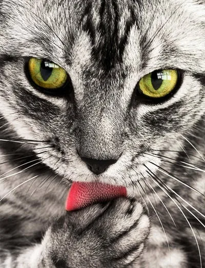 Myllbank Cattery - Ashford pet otel görseli 3