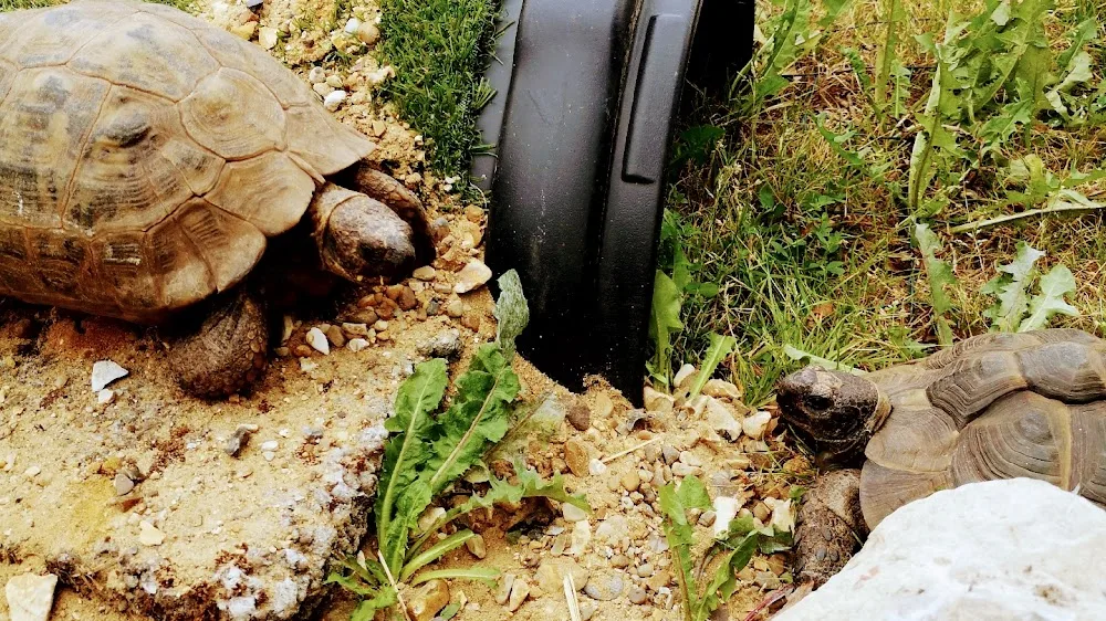 Orlestone Farm Tortoise Hotel - Ashford pet otel