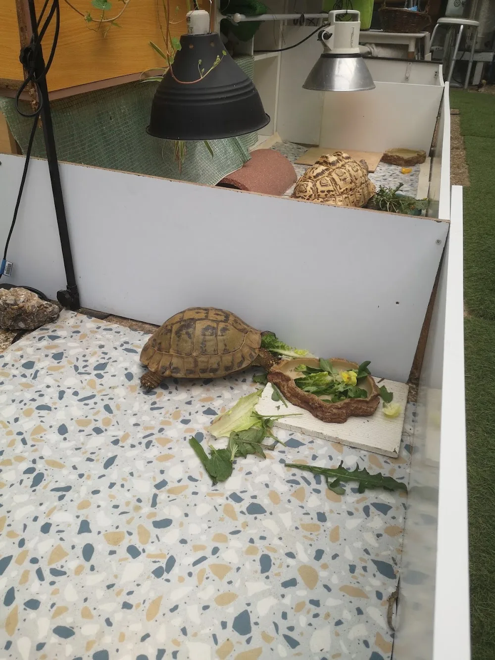 Orlestone Farm Tortoise Hotel - Ashford pet otel görseli 3