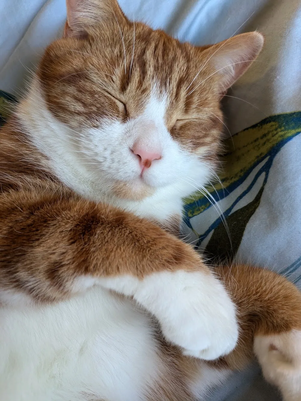purrs mews - Ashford pet otel görseli 2