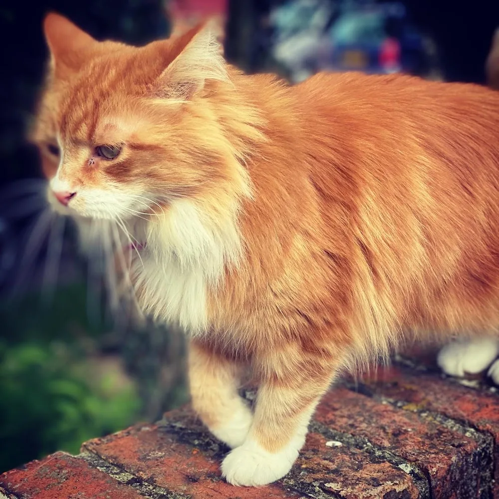 purrs mews - Ashford pet otel görseli 3