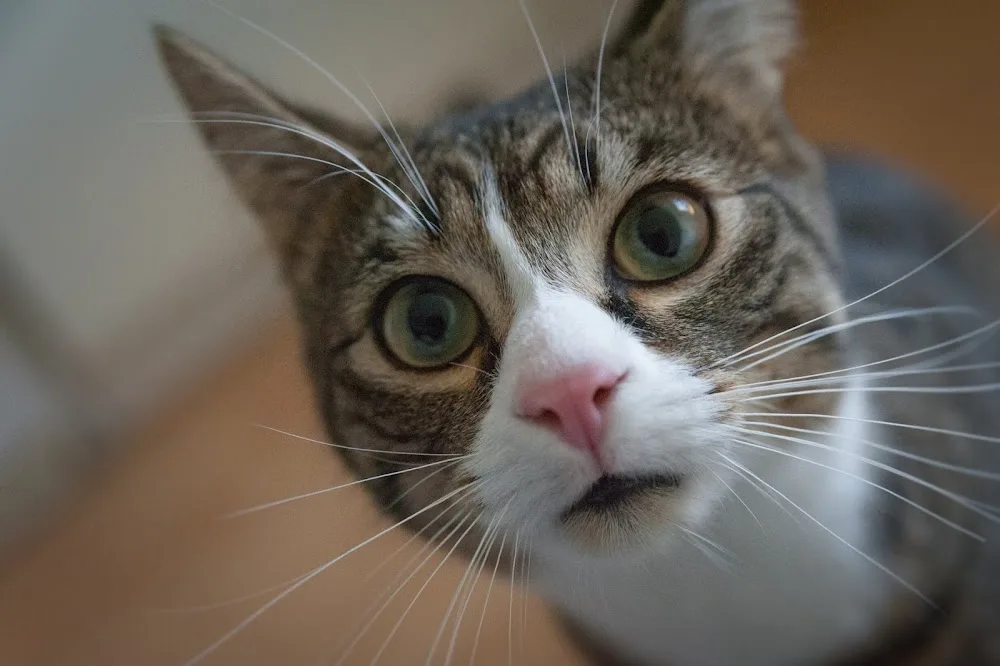RSPCA Ashford Garden Cattery - Ashford pet otel görseli 2