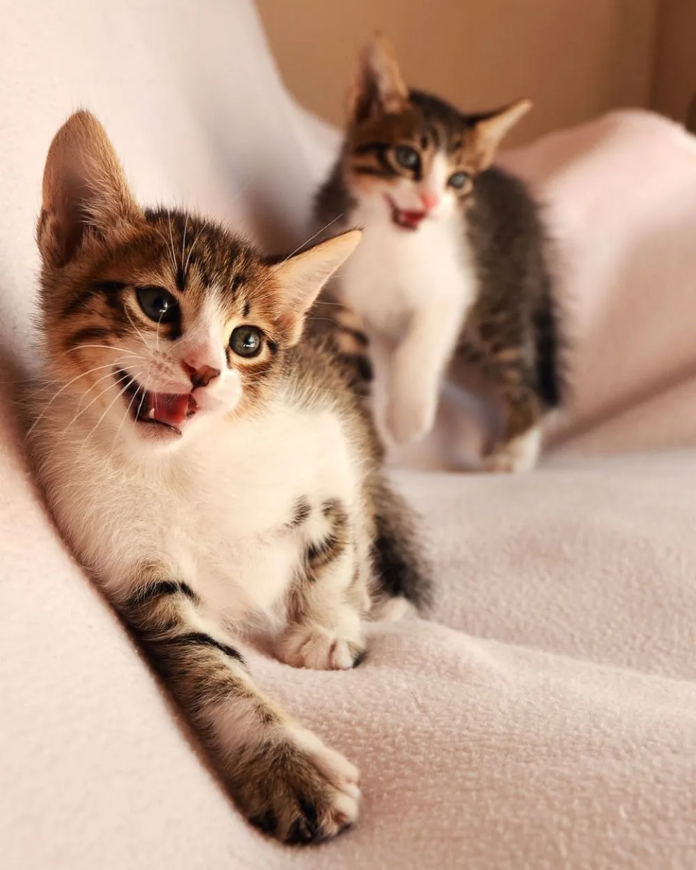 RSPCA Ashford Garden Cattery - Ashford pet otel görseli 3