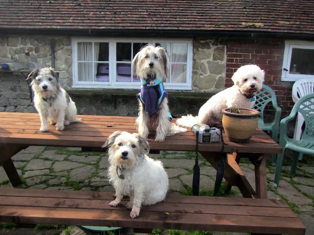 The Best - not very exotic - Doggy Hotel - Ashford pet otel görseli 3
