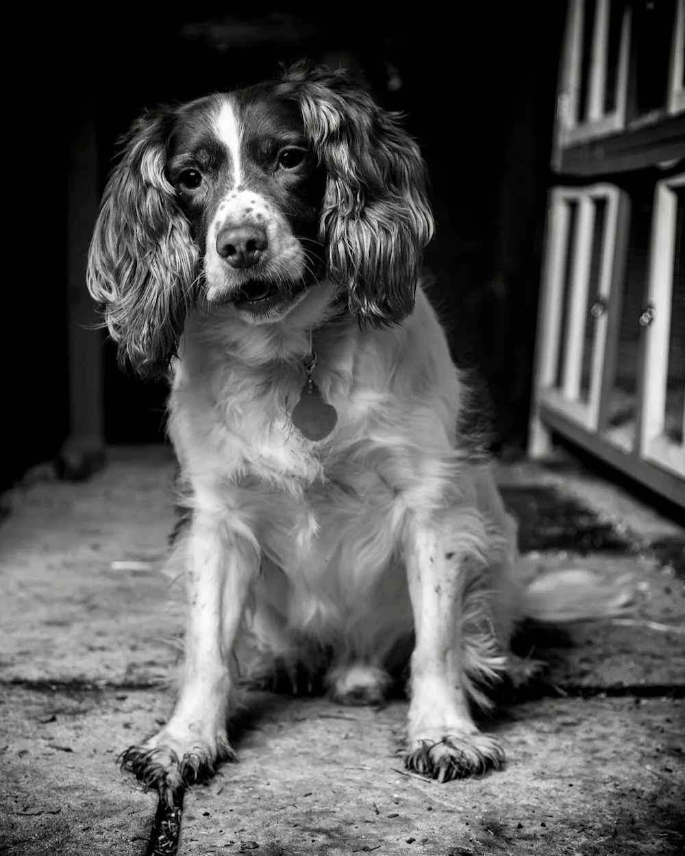 The Dog Lodge at Etchden Court Farm - Ashford pet otel görseli 2