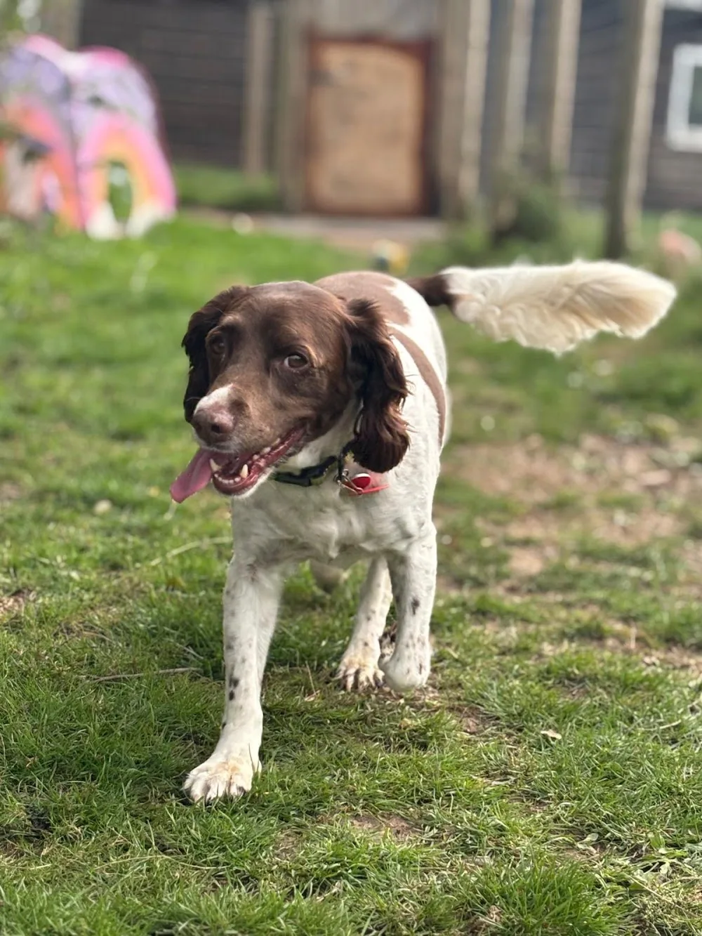 The Dog Lodge at Etchden Court Farm - Ashford pet otel görseli 3