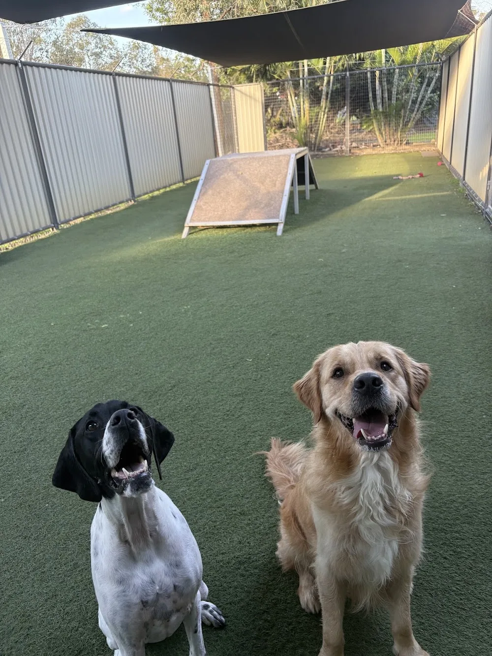 Acacia Ridge Pet Resort - Ashgrove pet otel görseli 3