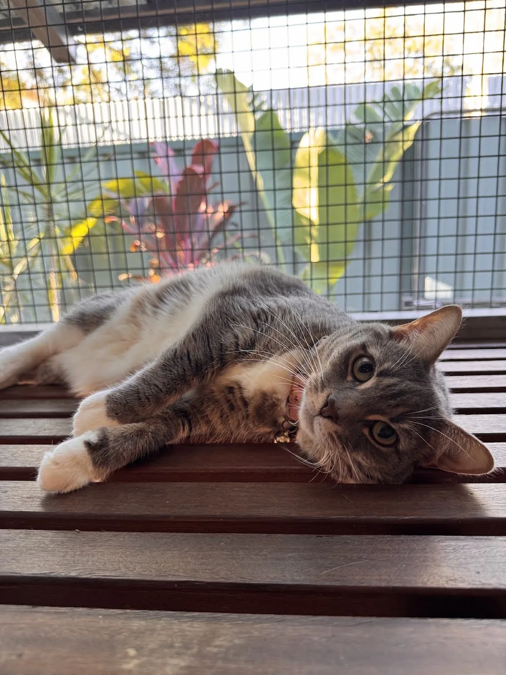 Acacia Ridge Pet Resort - Ashgrove pet otel görseli 6