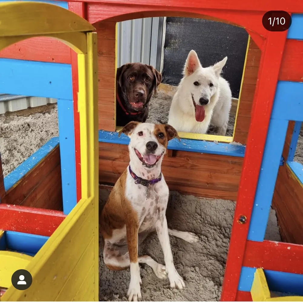 Barkley Park Dog Day Care - Ashgrove pet otel görseli 7