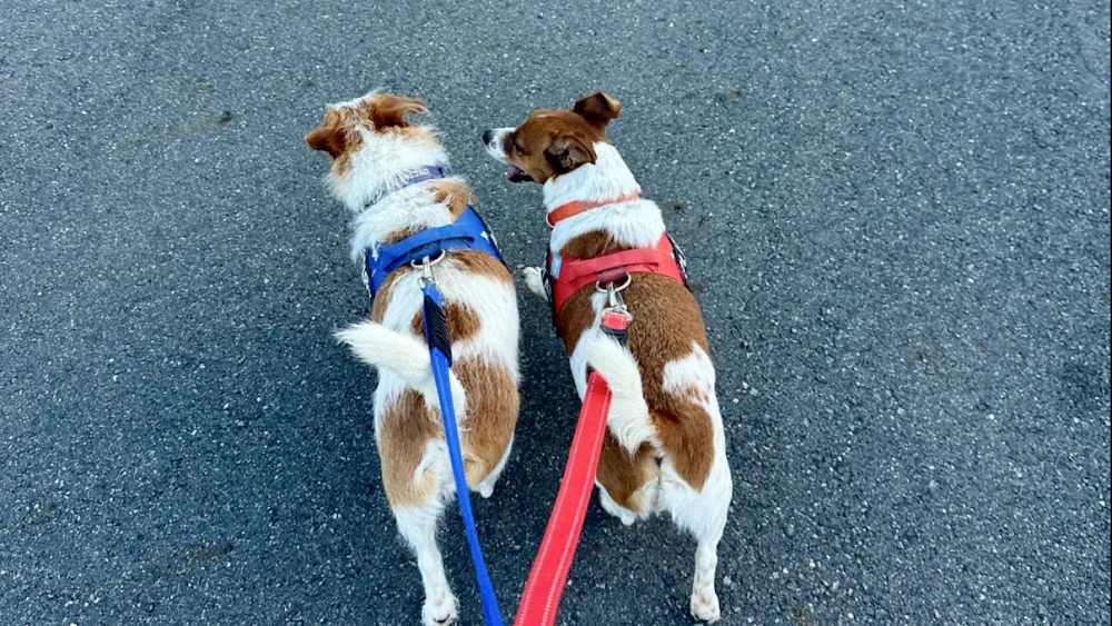 Dog Sitting Brisbane - Ashgrove pet otel görseli 3