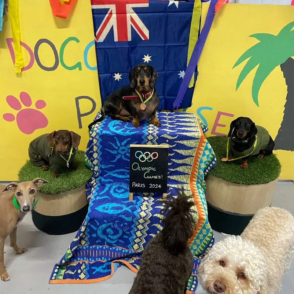 Doggy Day Care Brisbane - Ashgrove pet otel görseli 2