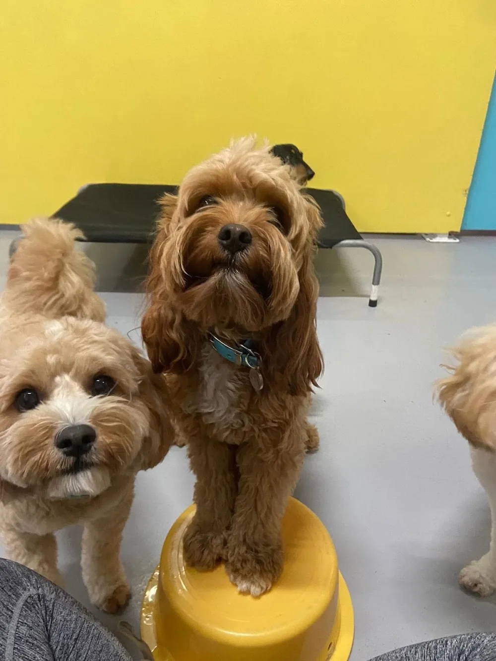 Doggy Day Care Brisbane - Ashgrove pet otel görseli 3