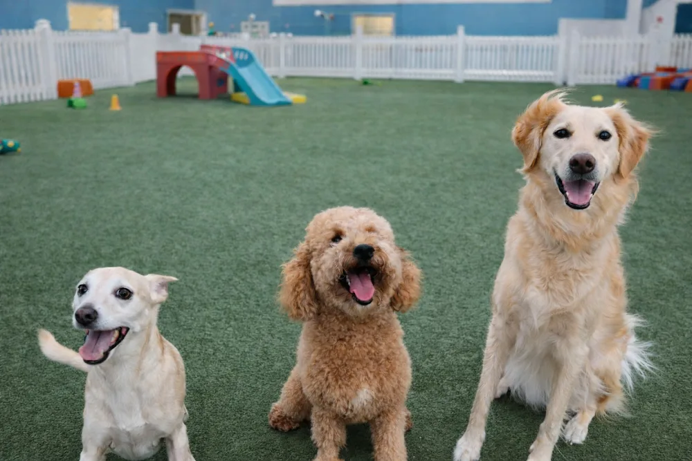 Fetch Club Dog Daycare - Ashgrove pet otel görseli 2
