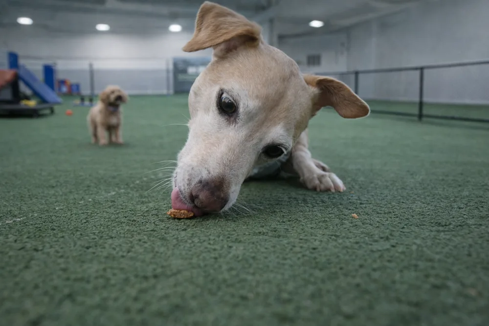 Fetch Club Dog Daycare - Ashgrove pet otel görseli 3