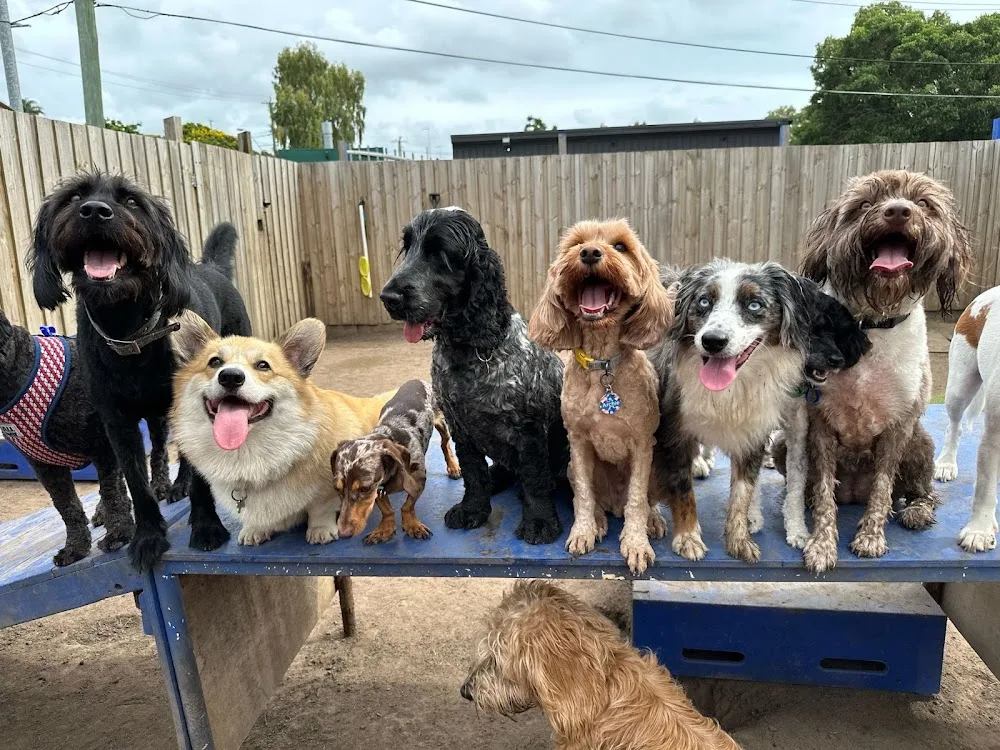 Gabba Doggy Daycare - Ashgrove pet otel görseli 3