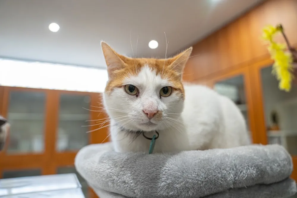 Hanrob Pet Hotels Brisbane Airport - Ashgrove pet otel görseli 3