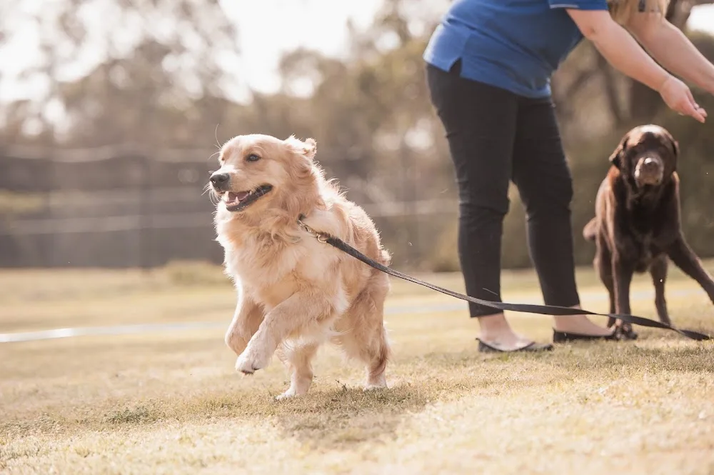 Hanrob Pet Hotels Brisbane Airport - Ashgrove pet otel görseli 6