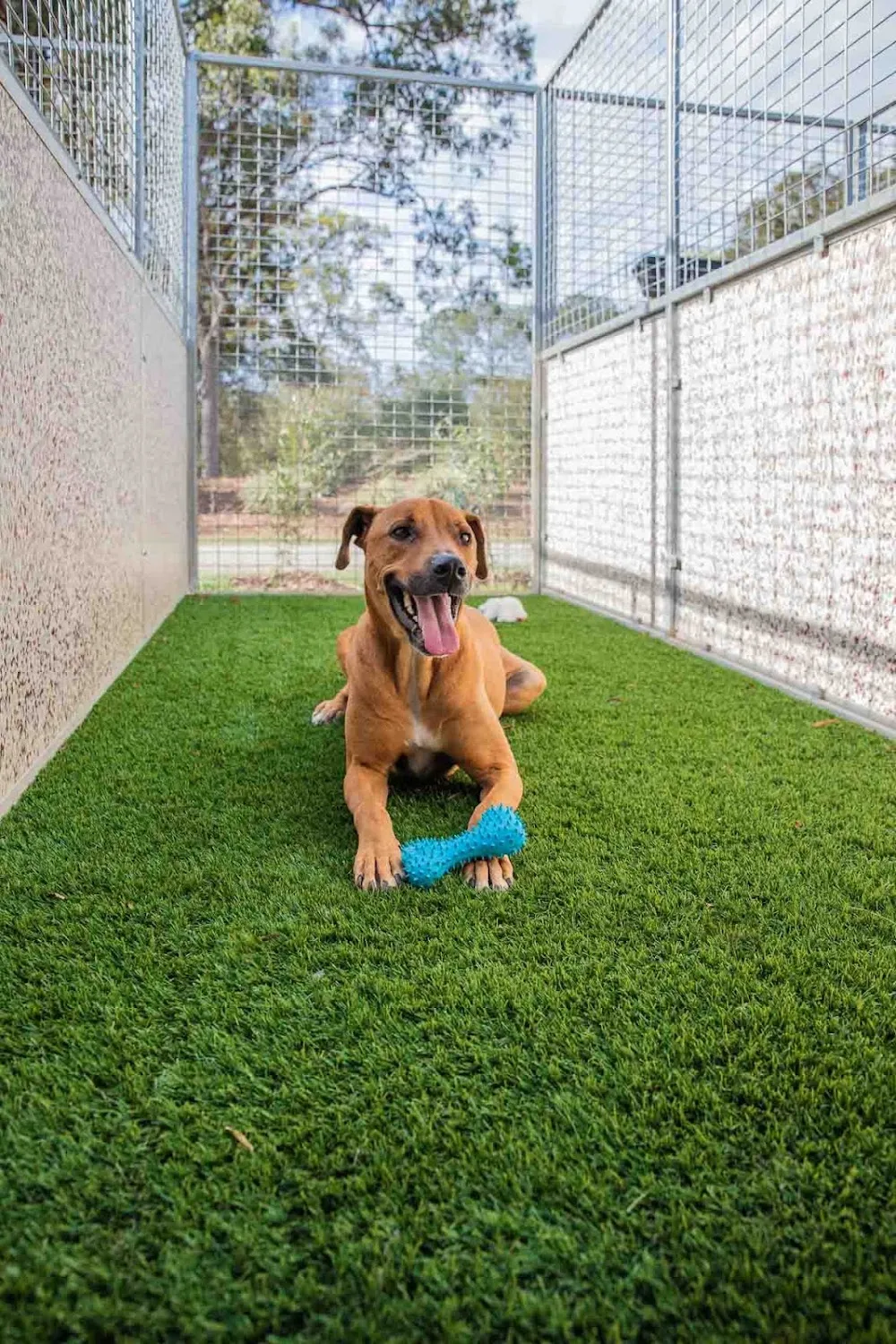 Kip Brisbane Cat & Dog Boarding - Ashgrove pet otel görseli 7
