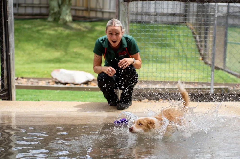 Kip Imparra Cat & Dog Boarding - Ashgrove pet otel görseli 2