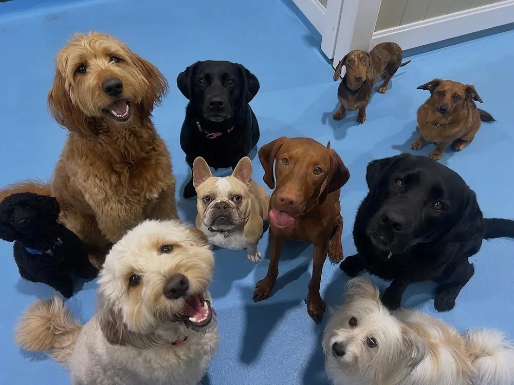 Kip Newstead Dog Daycare - Ashgrove pet otel
