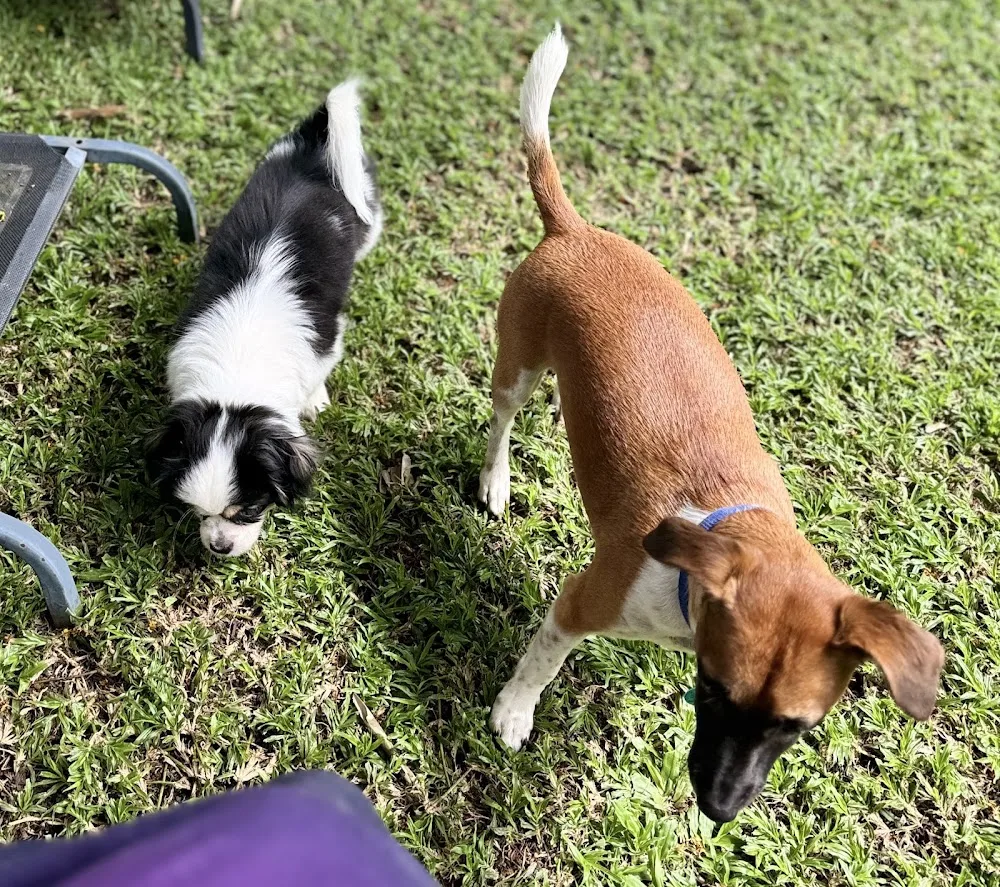 Millie's Small Dog Sitting Service - Ashgrove pet otel görseli 2
