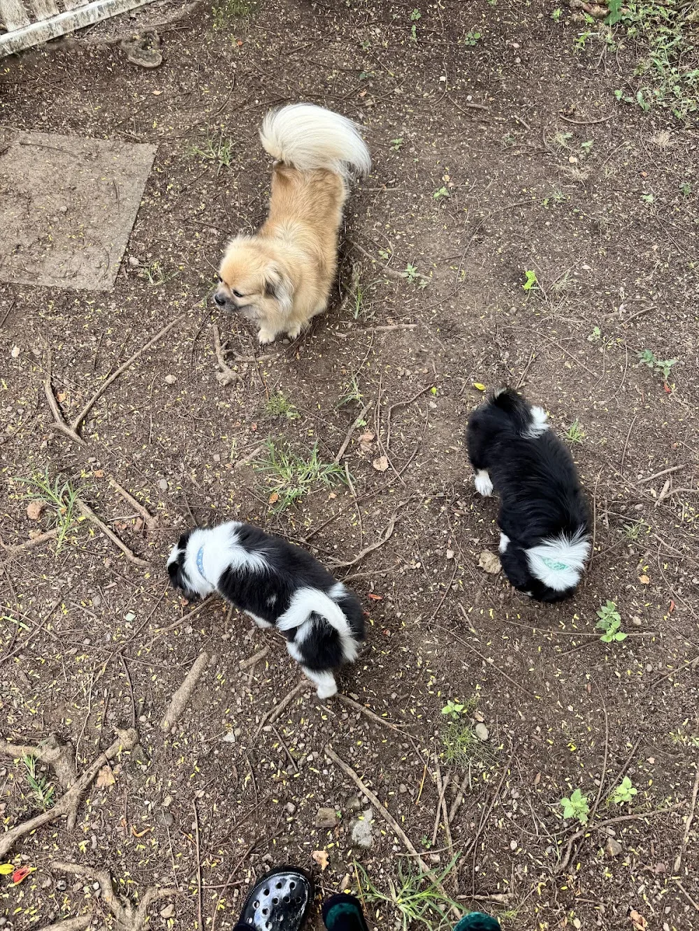 Millie's Small Dog Sitting Service - Ashgrove pet otel görseli 3